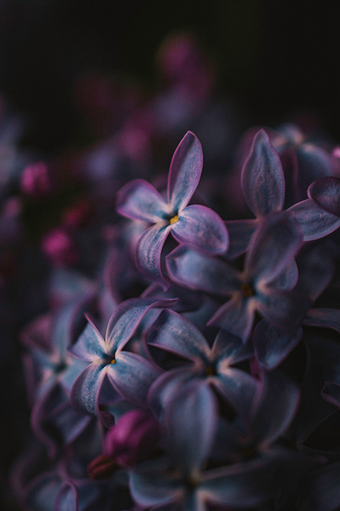 Close-up shot of lilac flower