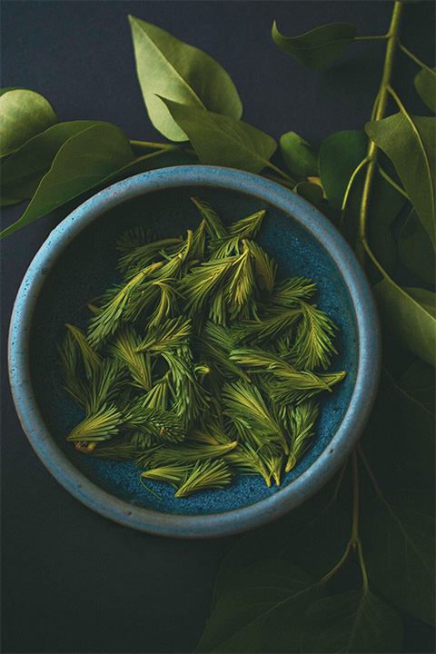 Spruce tips in a bowl