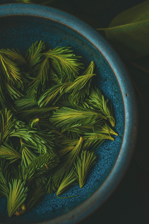 Close-up of spruce tips in a blue bowl