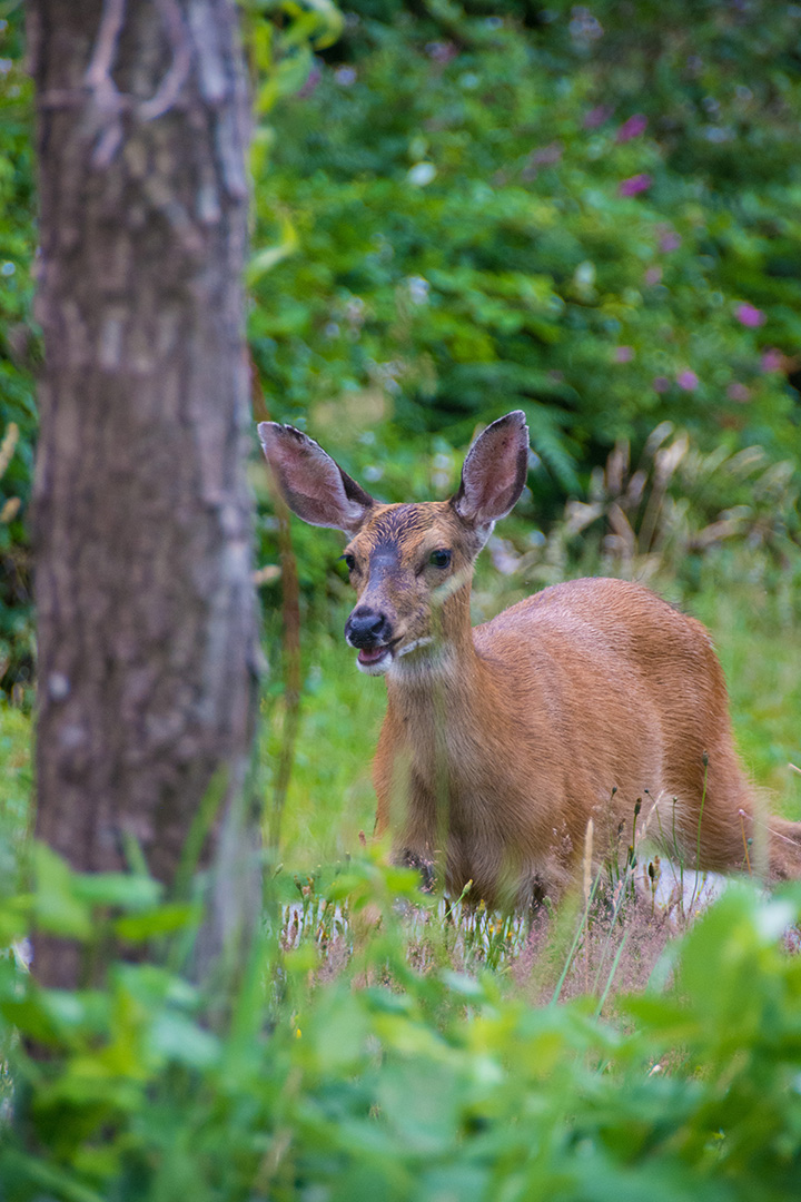 Black-tailed doe looking alert