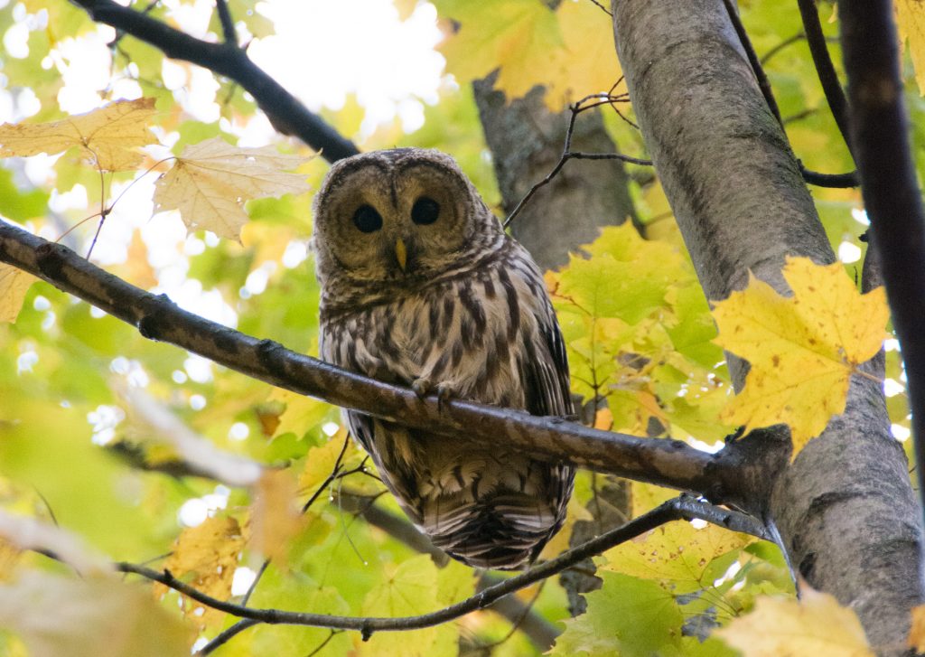 Barred Owl sitting on a tree branch looking downwards