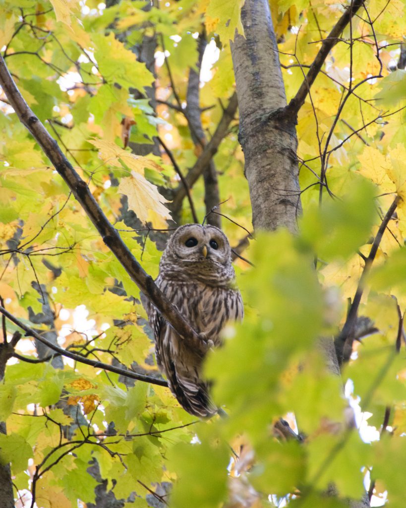 Barred owl looking up