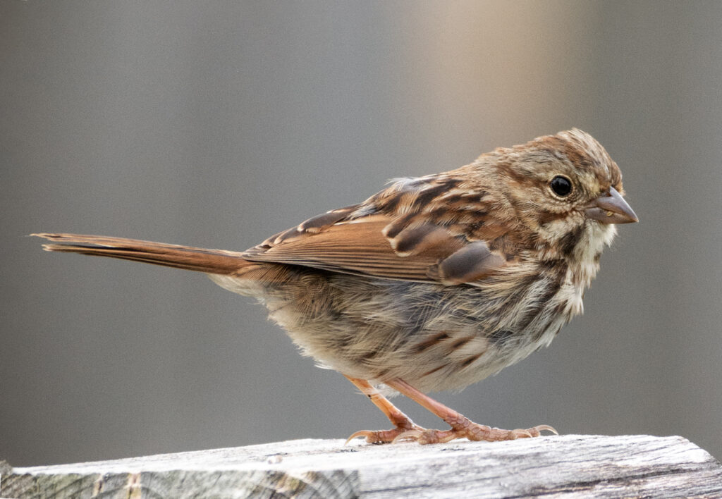 From Grass to Garden: Creating Habitat and Biodiversity With Native ...