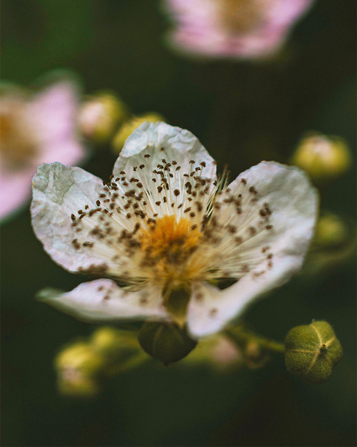 Blackberry flower close-up