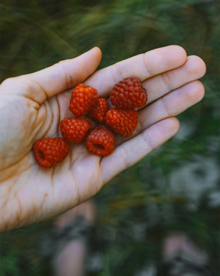 Raspberries in a woman's hand