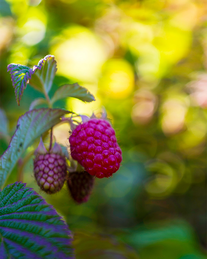 Raspberries ripening on a bush