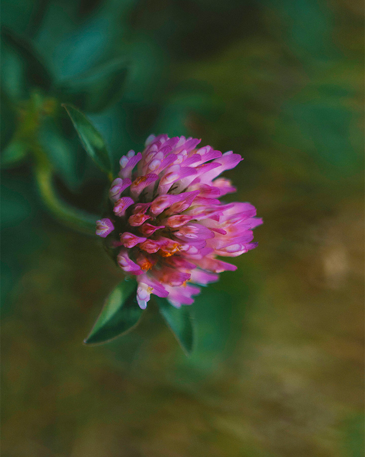 Wild red clover flower