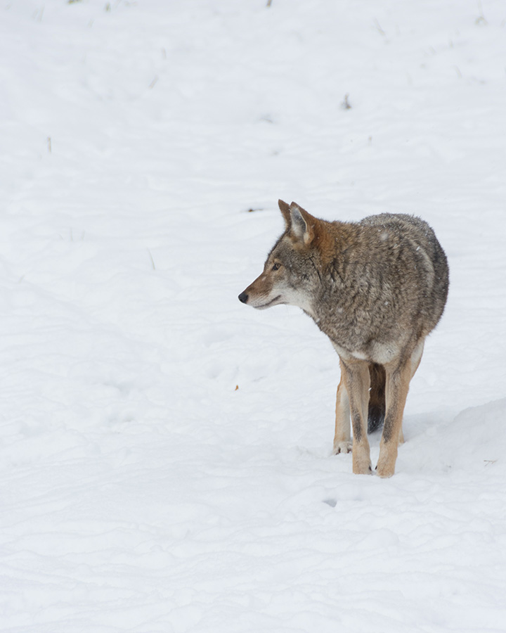 Coyote is walking through the snow looking to his left