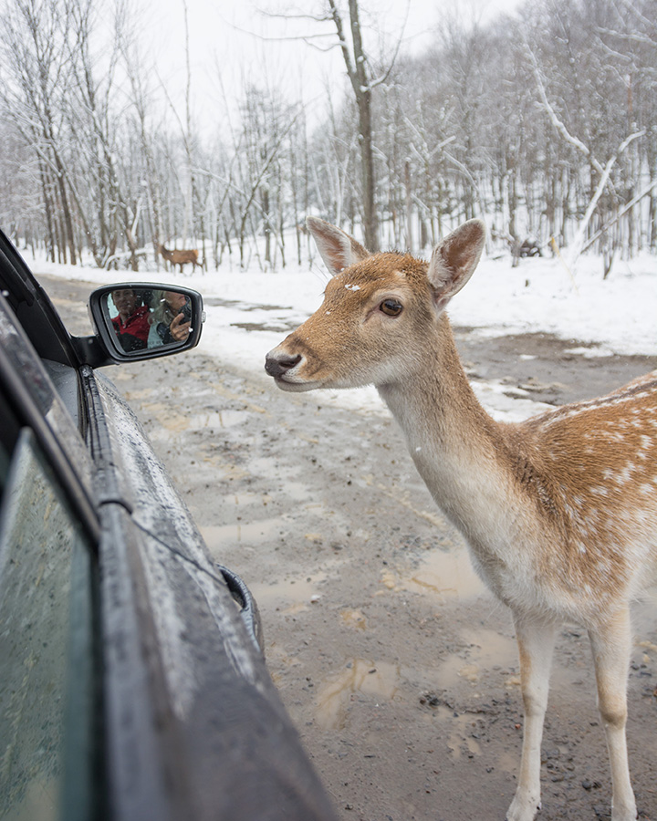 Fallow deer approaches a gray car