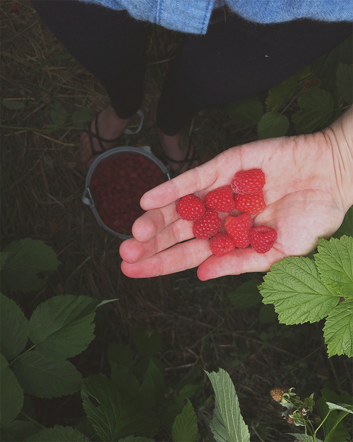 Raspberries in woman's hand