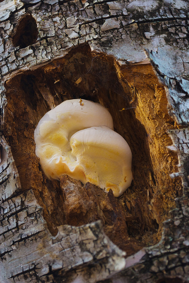 Mushroom living on deadwood