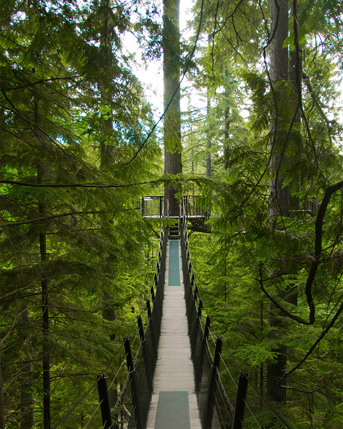 Bridge that weaves through douglas fir trees at Capilano Park in British Columbia