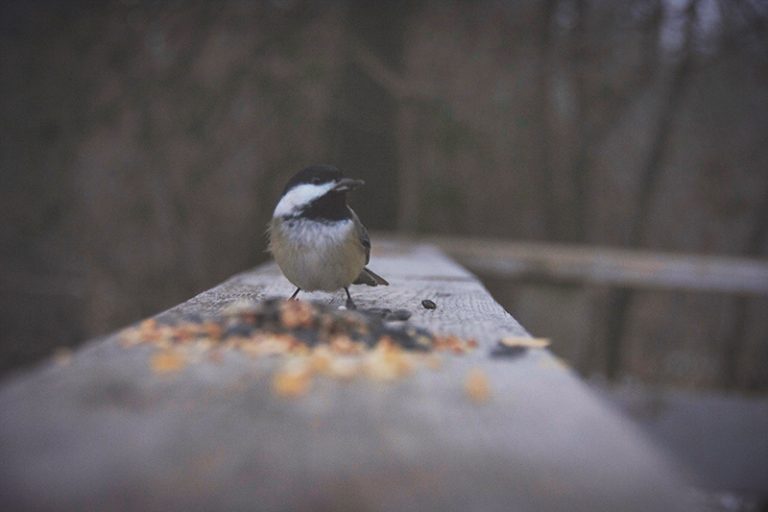 Feeding Wild Birds Is it Helpful or Harmful?