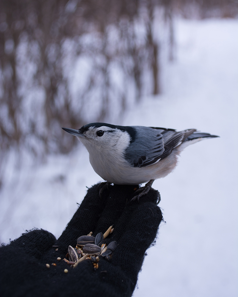 White-breasted nuthatch resting on a woman's gloved hand. She is holding bird seed.