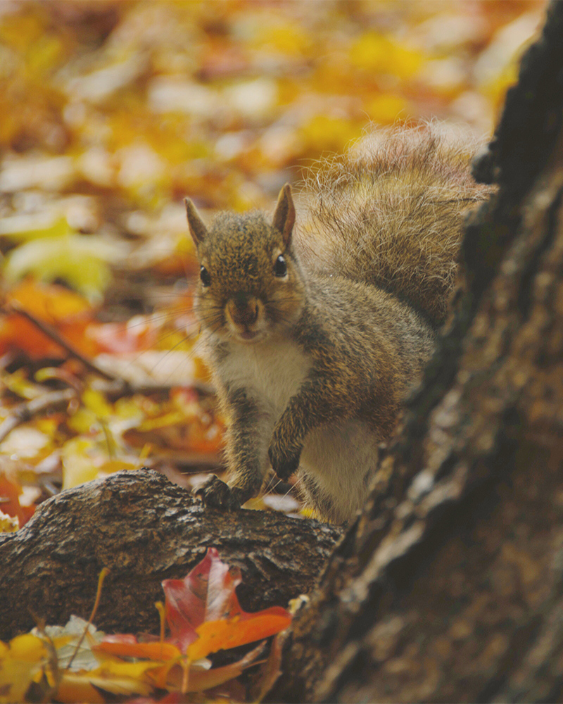 Squirrel peeking around a tree trunk surrounded by fall foliage