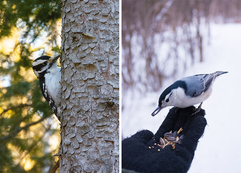 Picture of a woodpecker on the left and a nuthatch eating from someone's hand on the right.