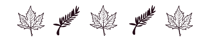 Sketch of a maple leaf and pine needles