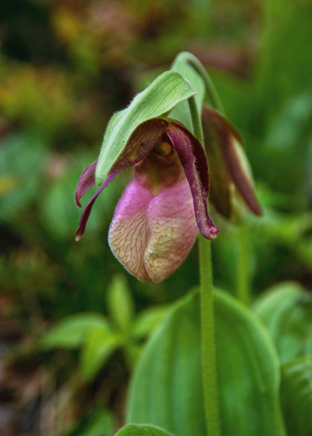 One pink lady's slipper orchid on Wolf Trail. 