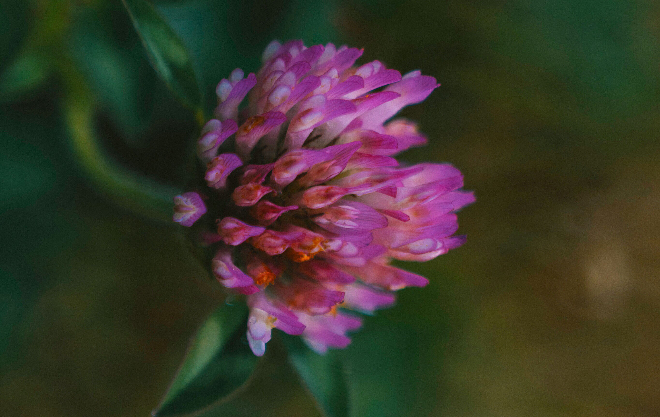 Red clover отзывы. Привет красный Клевер. Выставка красного клевера. Клеймо красный Клевер. Картинка Геншин цветок красный Клевер геншн.