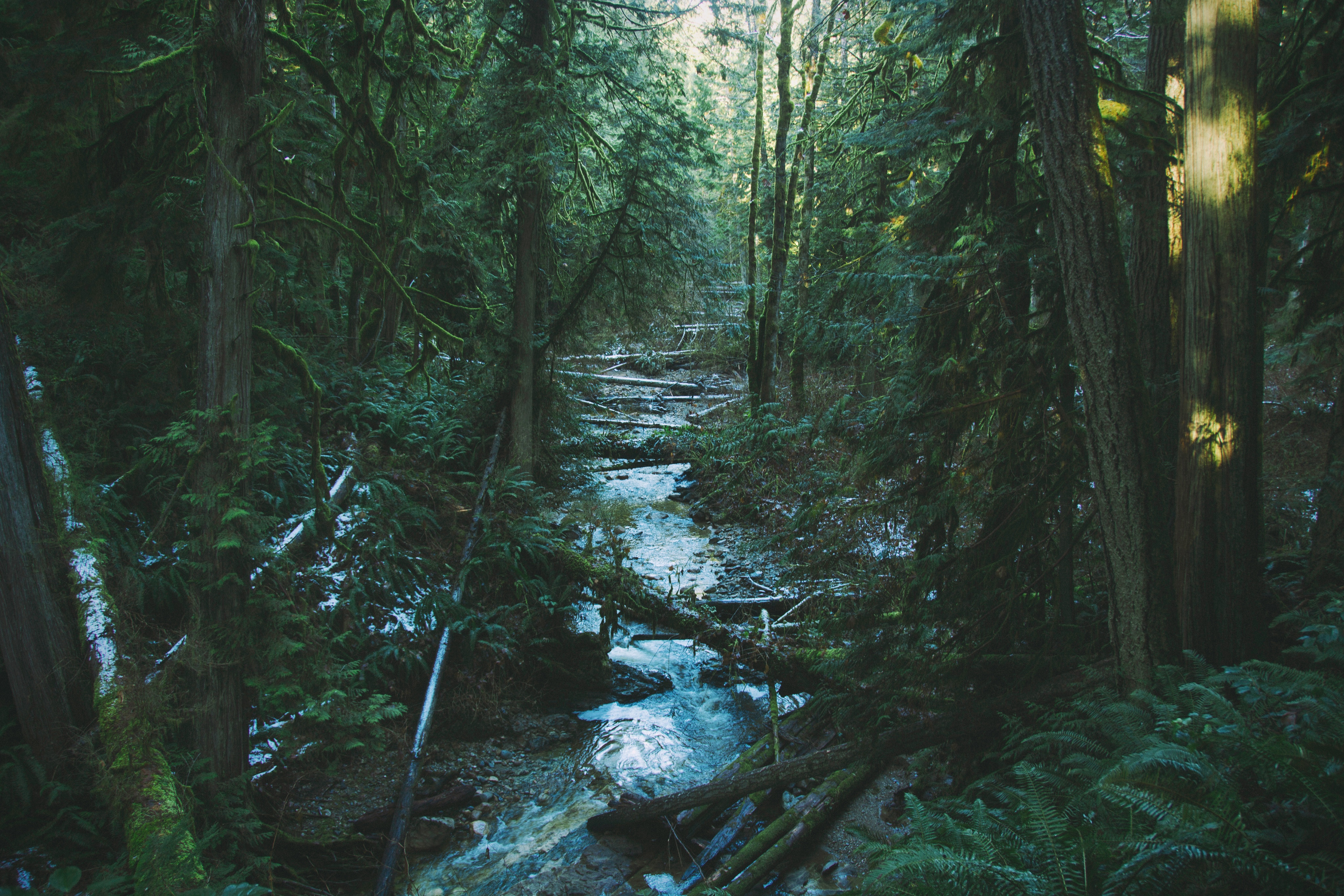 A river flows through an old growth forest in British Columbia