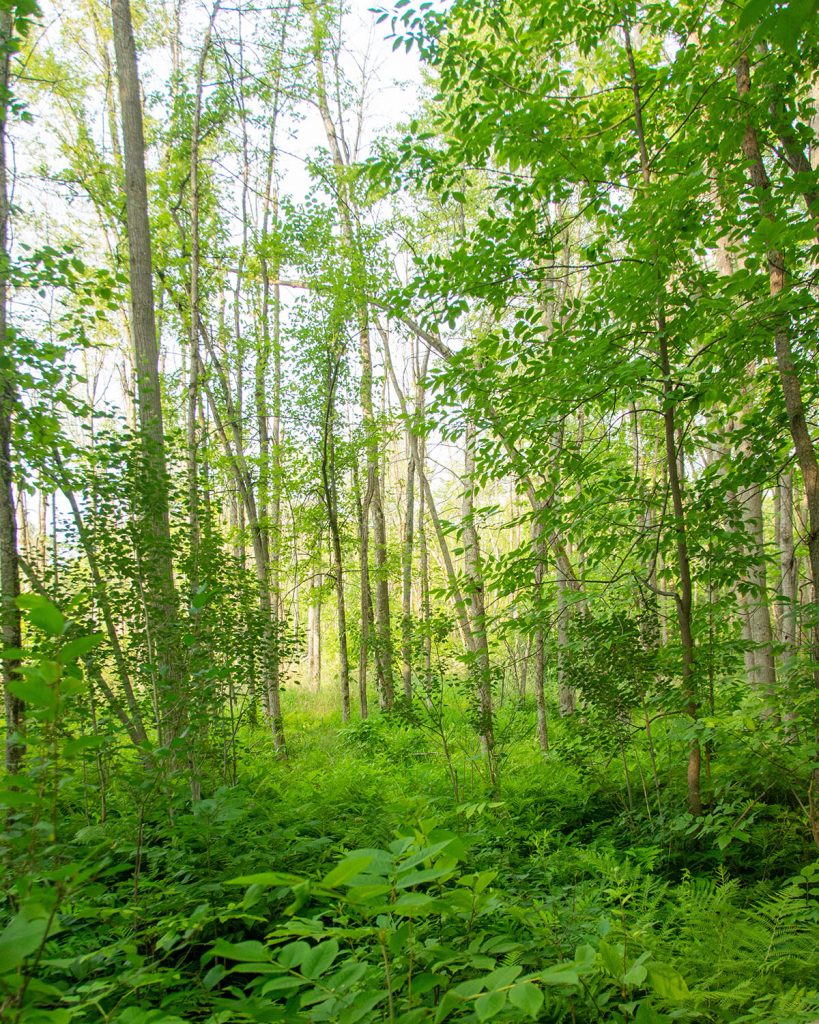 Deciduous forest in Ottawa's Greenbelt