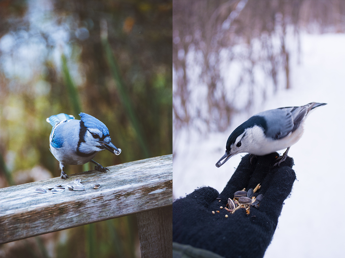 When feeding chickadees in Ottawa you are likely to come across blue jays and nuthatches as well (pictured here). 
