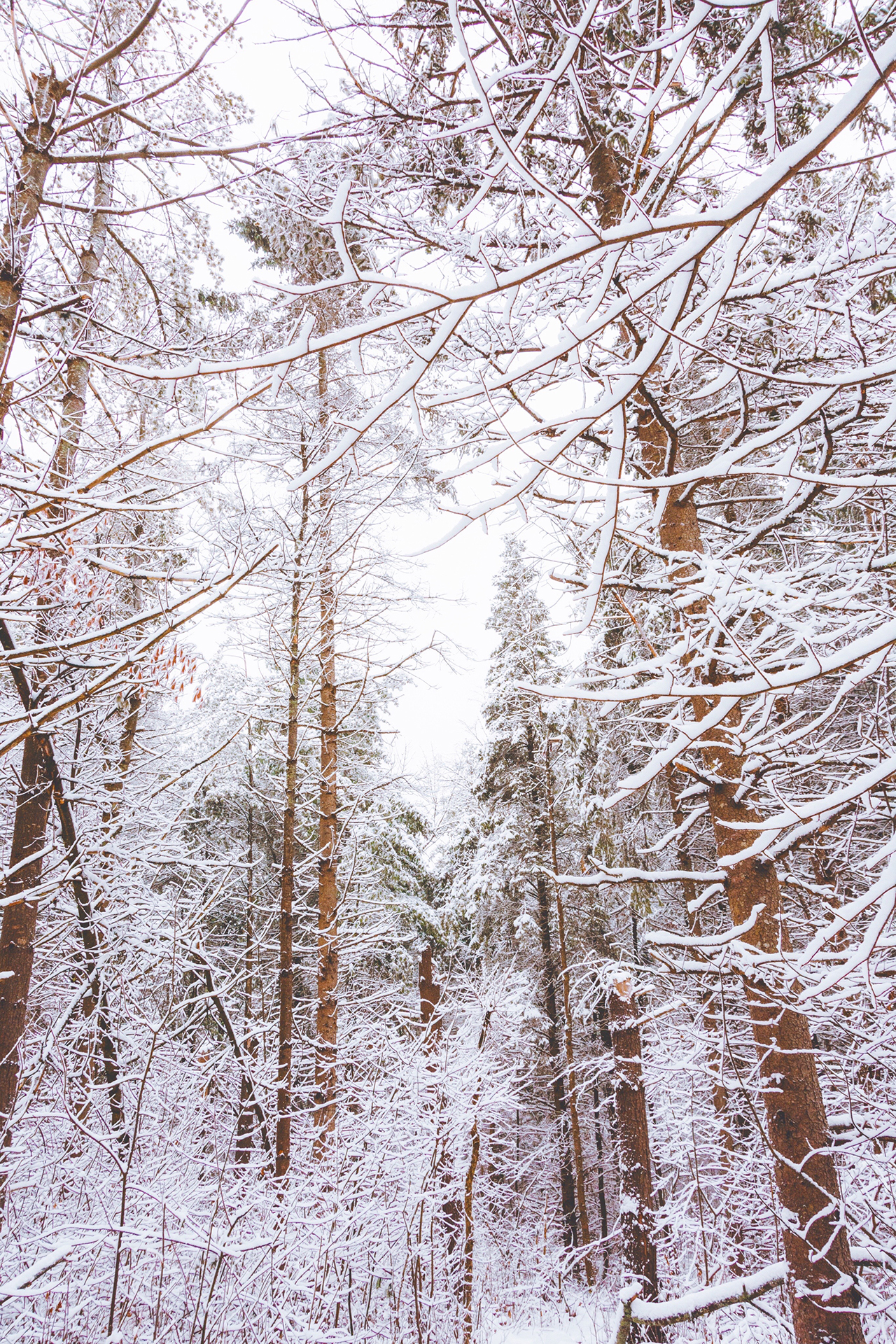 Tall trees covered in snow