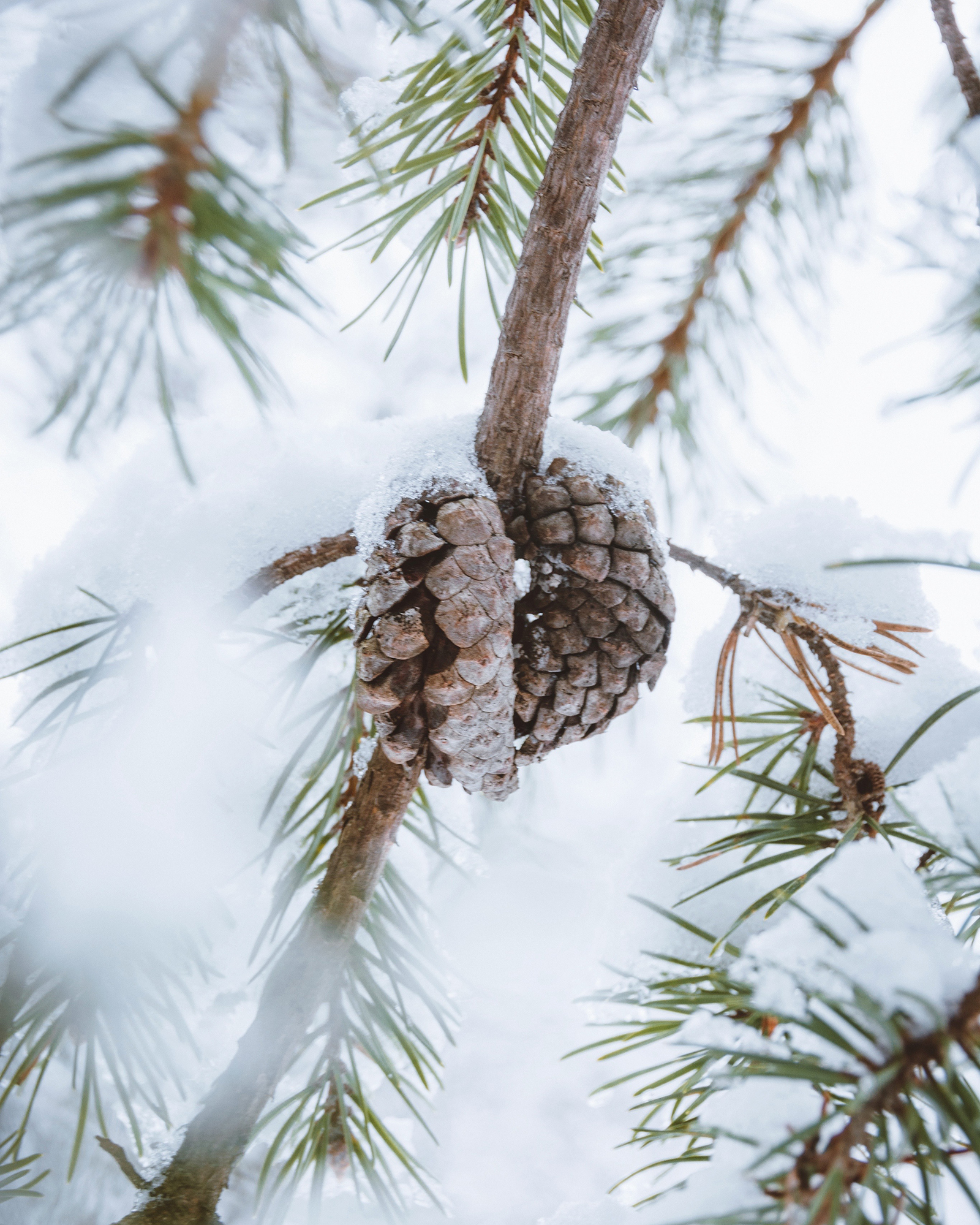 Close-up of jack pine tree covered in snow