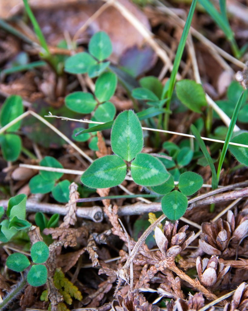 Red clover is a common spring plant with edible and medicinal qualities.
