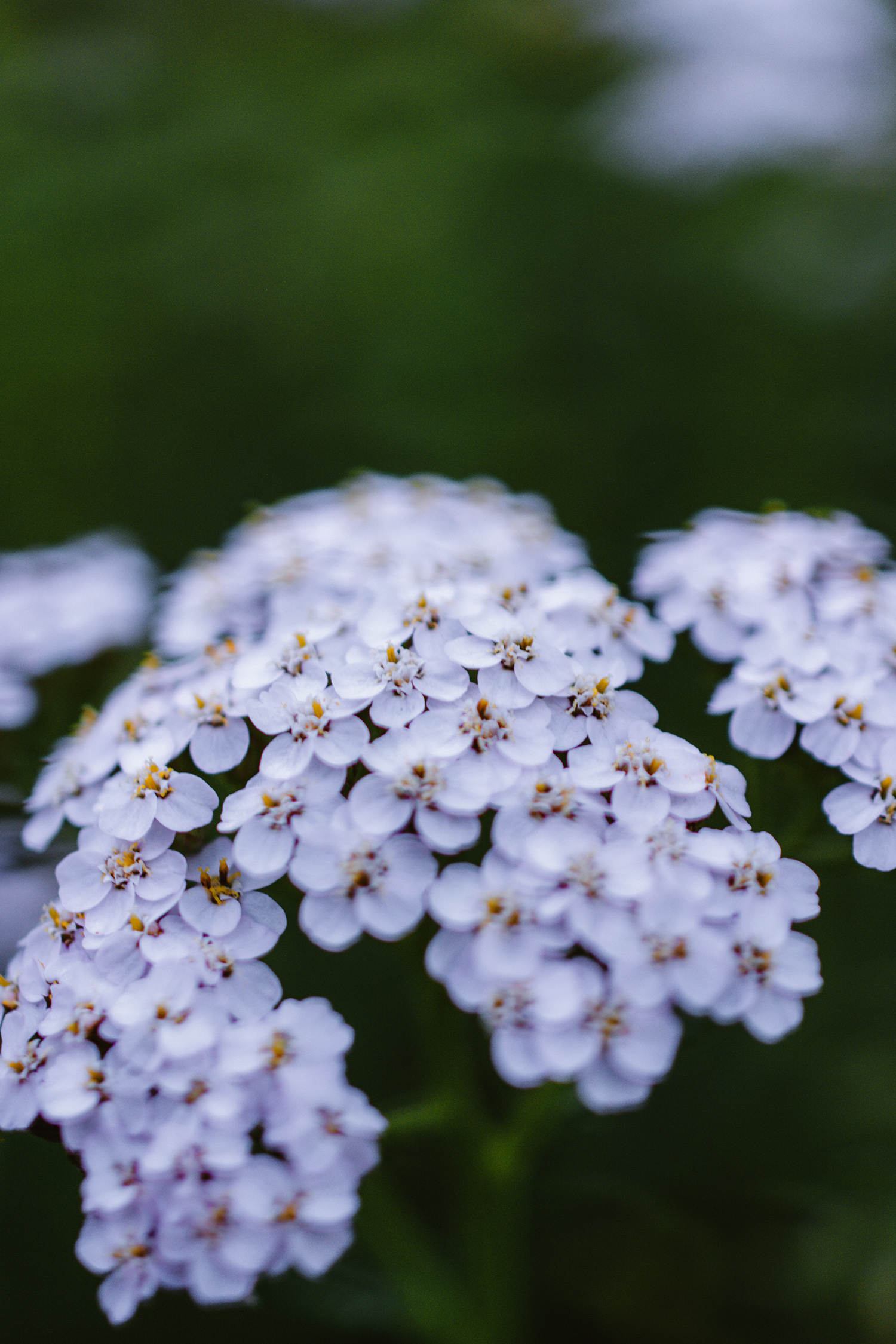 Yarrow is a common spring plant with medicinal properties.