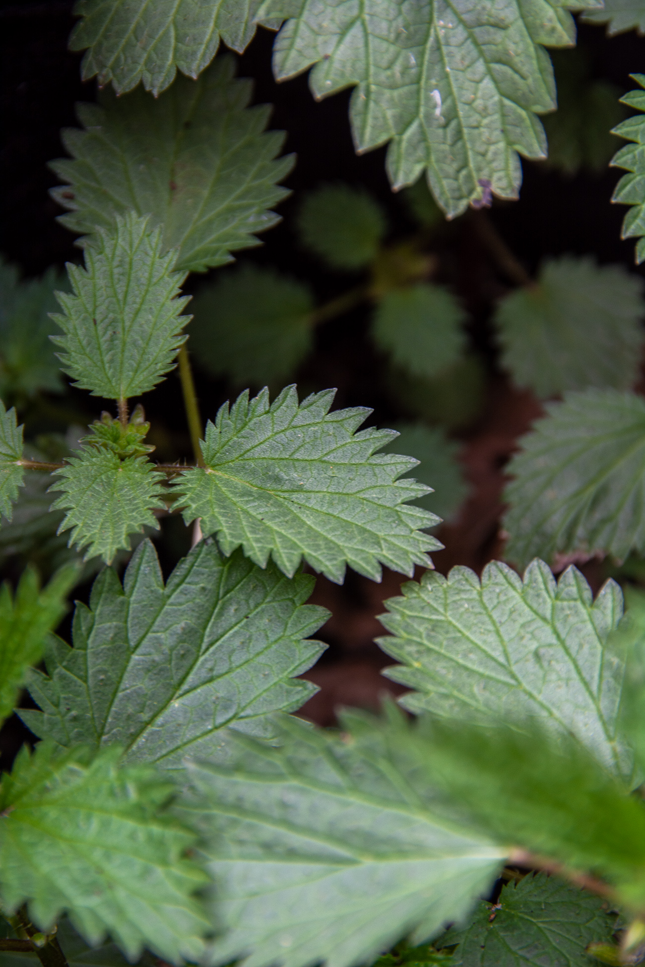 Foraging for Nettles (May to October)