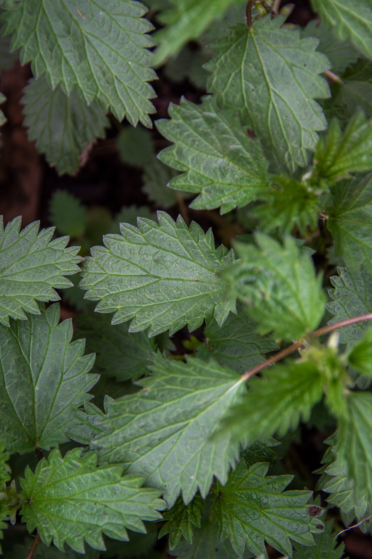 stinging nettle