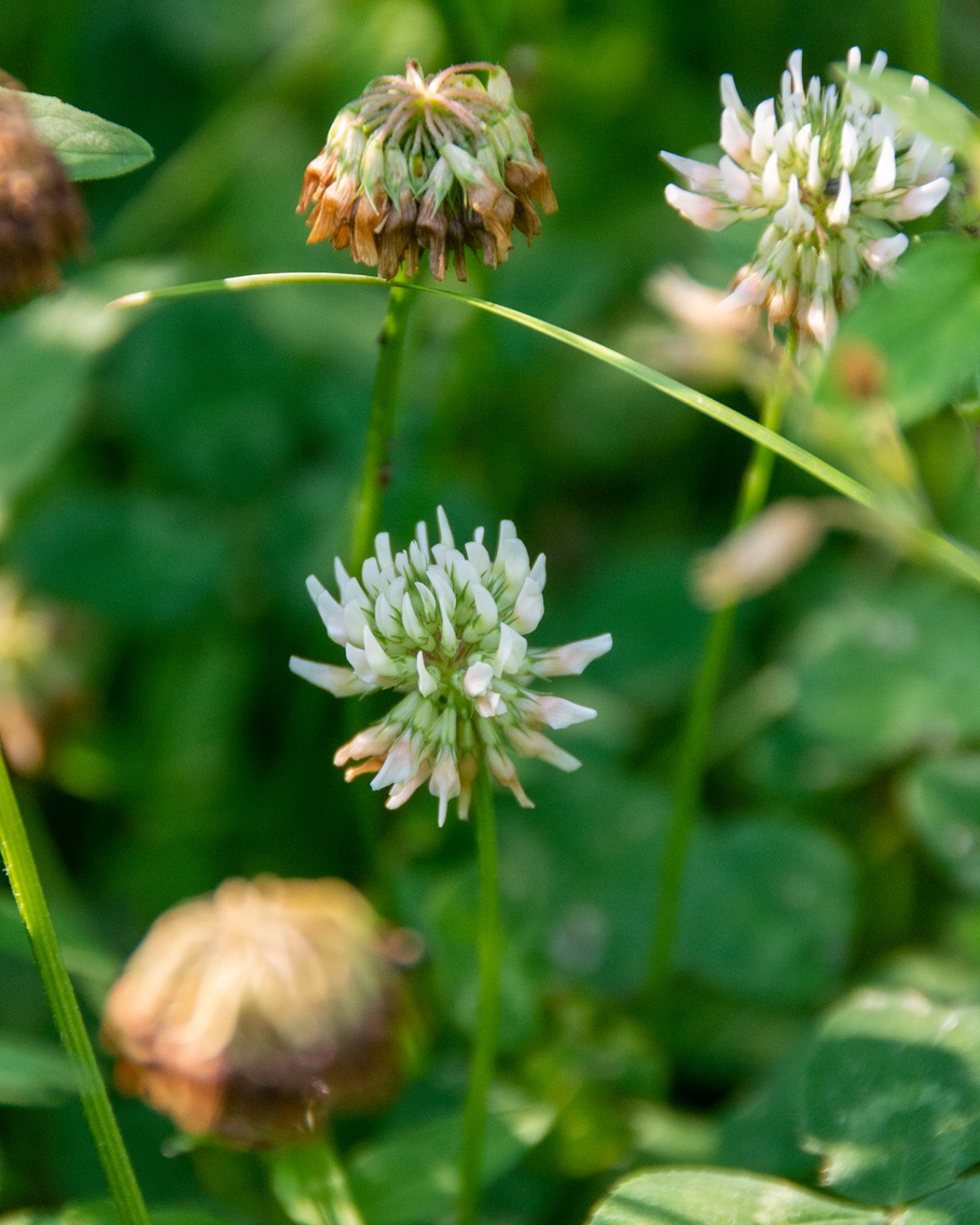 Identifying Clover (Trifolium spp.)