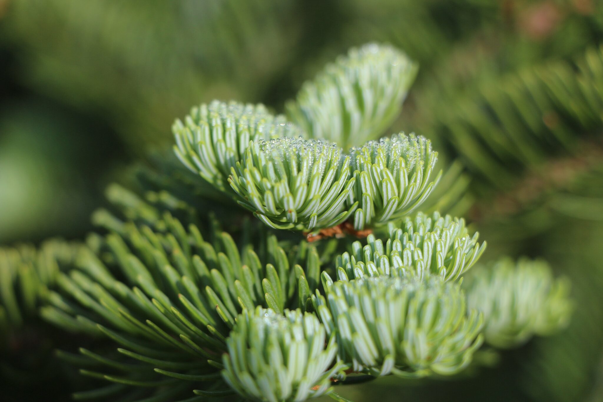 The Balsam Fir A Guide to Identification and Uses