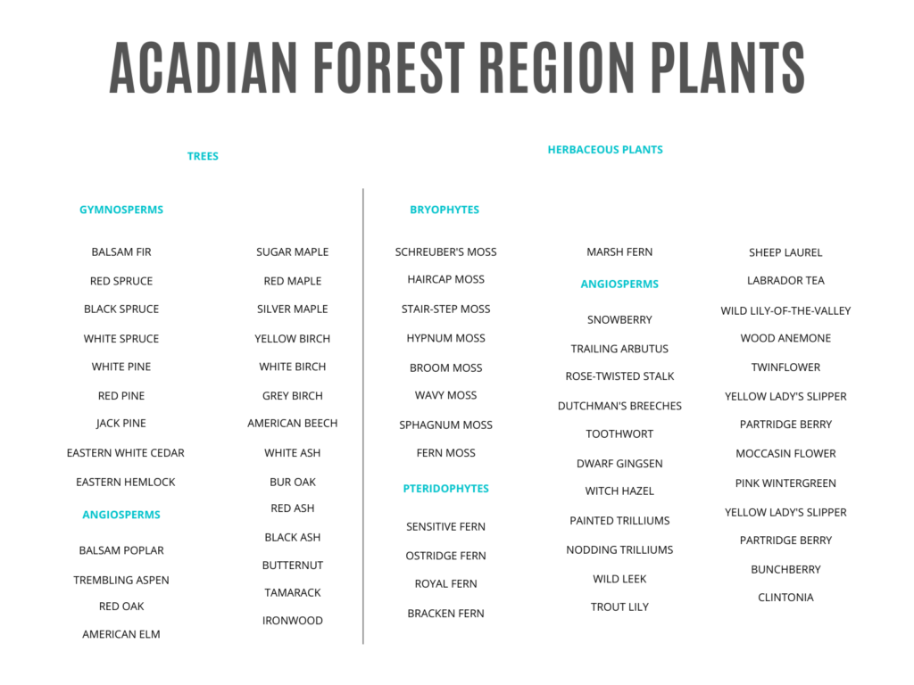 A list of common trees and herbaceous plants in the Acadian Forest. Including, balsam fir, red spruce, black ash, schreuber's moss, sphagnum moss, dutchman's breeches, toothwort, partridge berry, labrador tea, and 