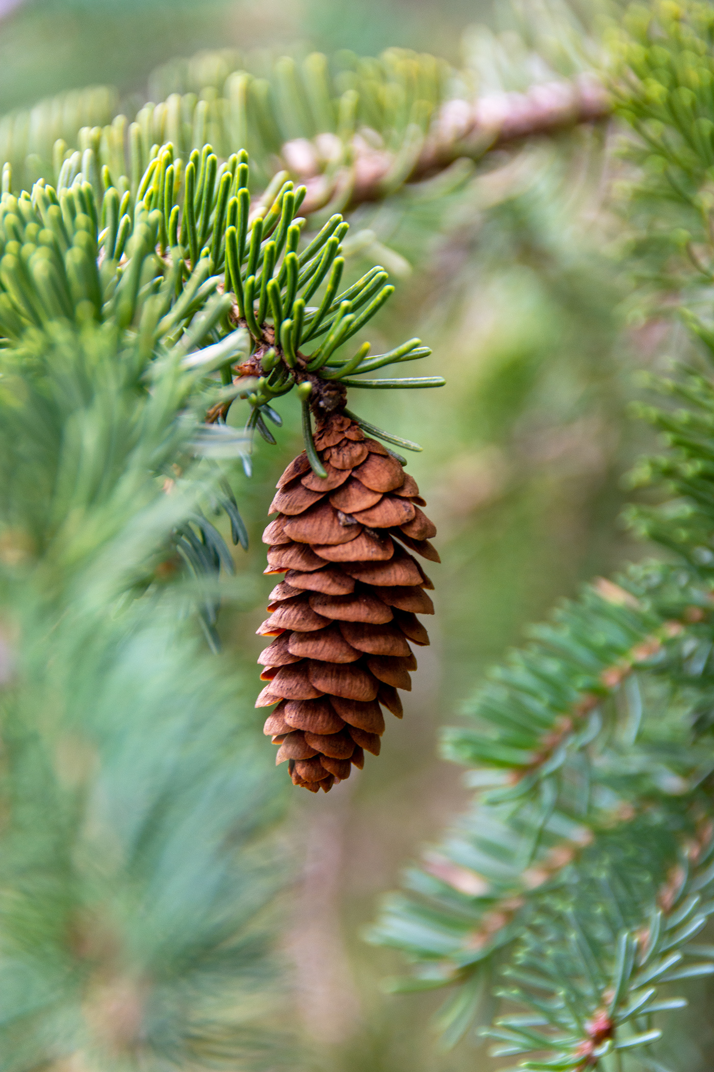 Macro shot of a spruce cone
