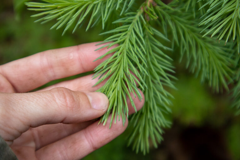 Wabanaki-Acadian Forest: History, Species, and Biodiversity