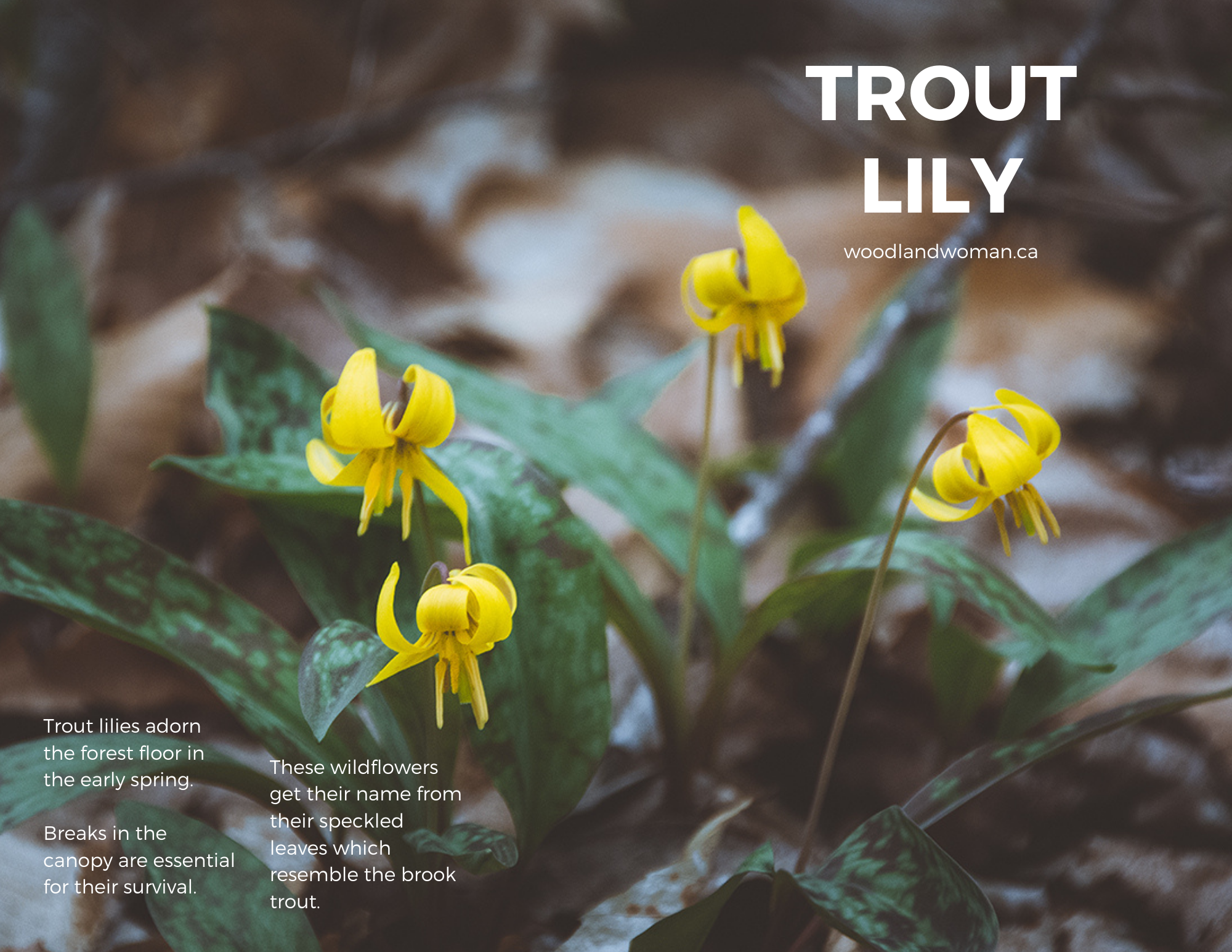 Photo shows 4 trout lily flower growing together.