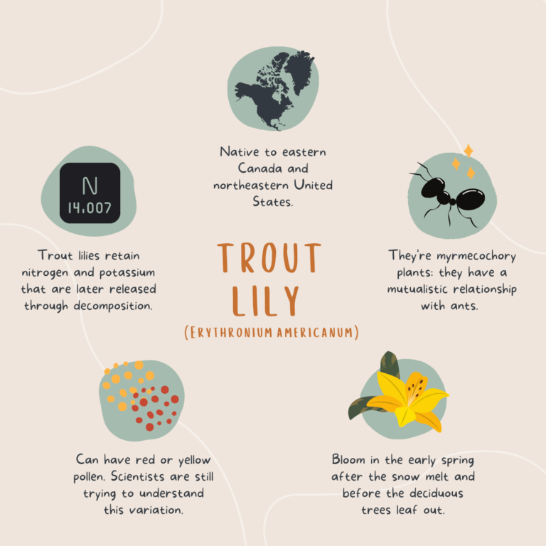 Trout lilies (Erythronium americanum)
