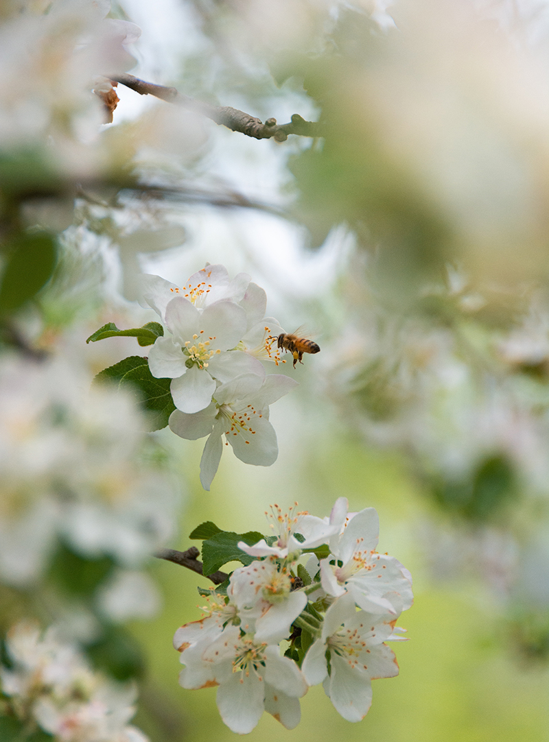 Bee at apple blossoms at Killarney Lake