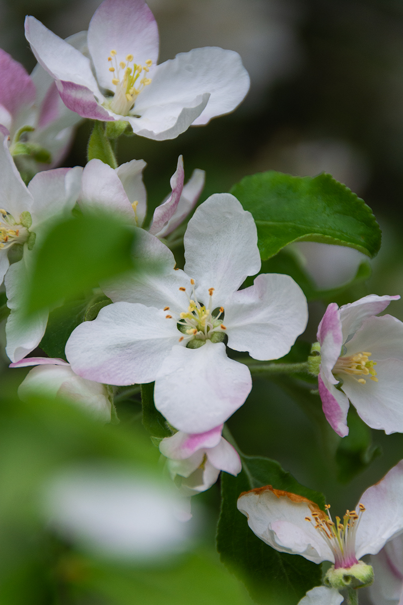 Apple blossoms at Killarney Lake