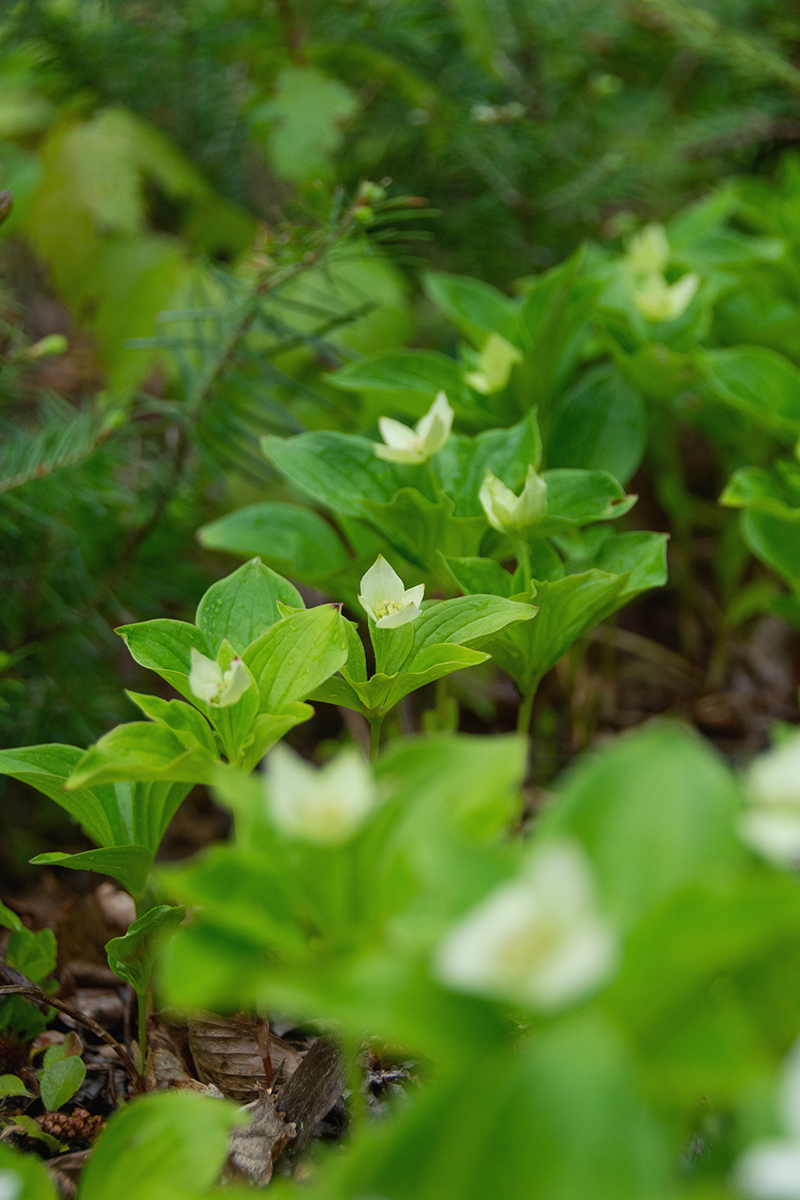 Creeping dogwood at Killarney Lake