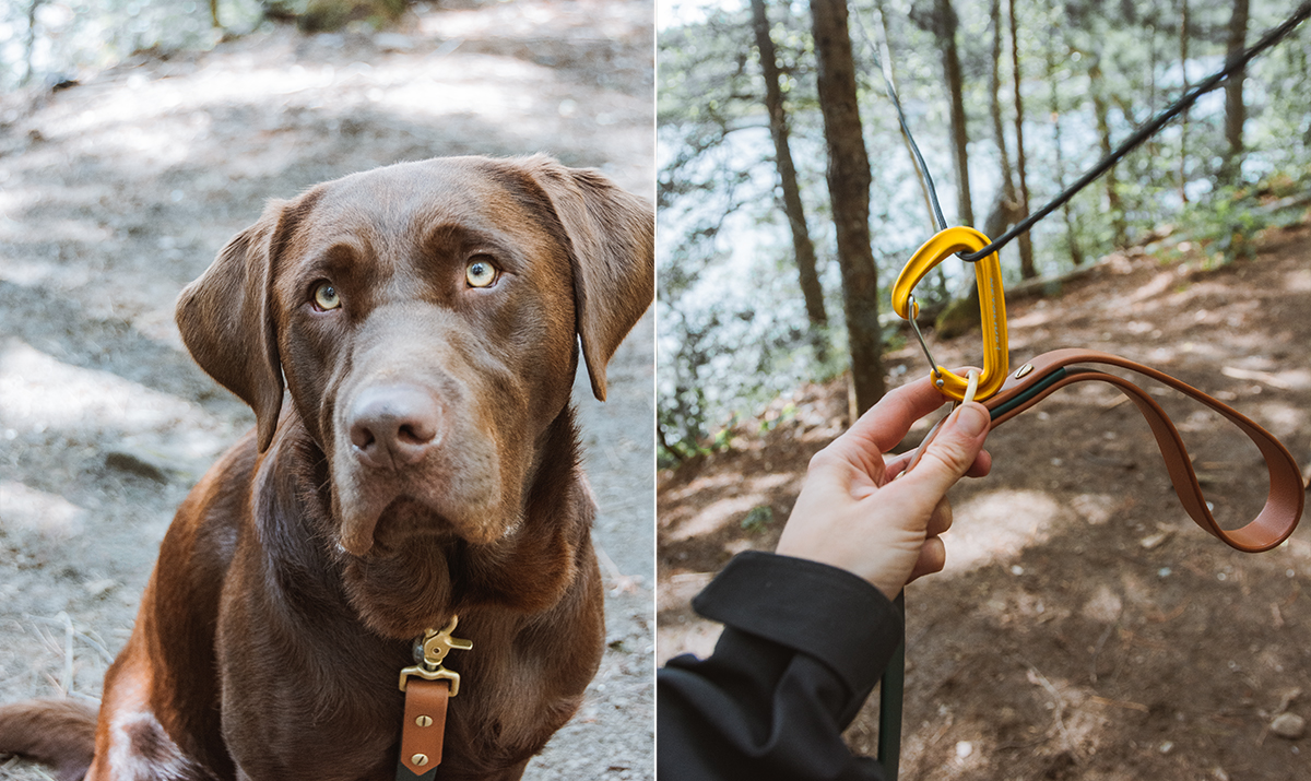 Two images. On the left, is a photo of a chocolate labrador sitting at a campsite. On the right, is an image of a carabiner attached to a guy line.