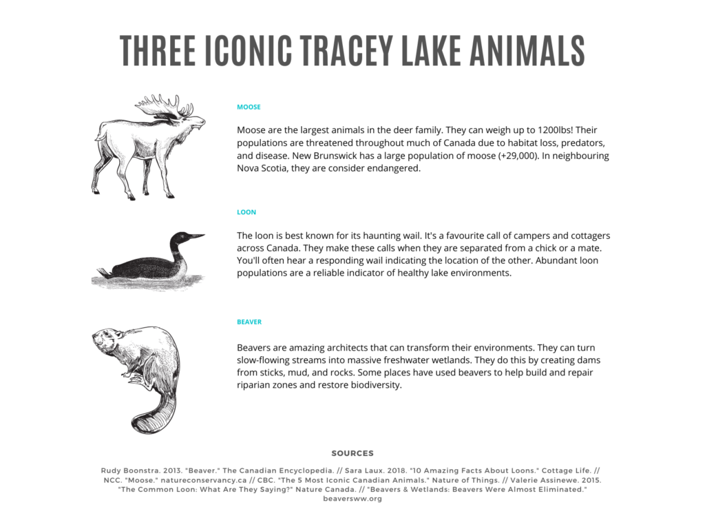 Chart showing the three iconic Canadian animals you might see at Tracey Lake: moose, loon, and beaver.