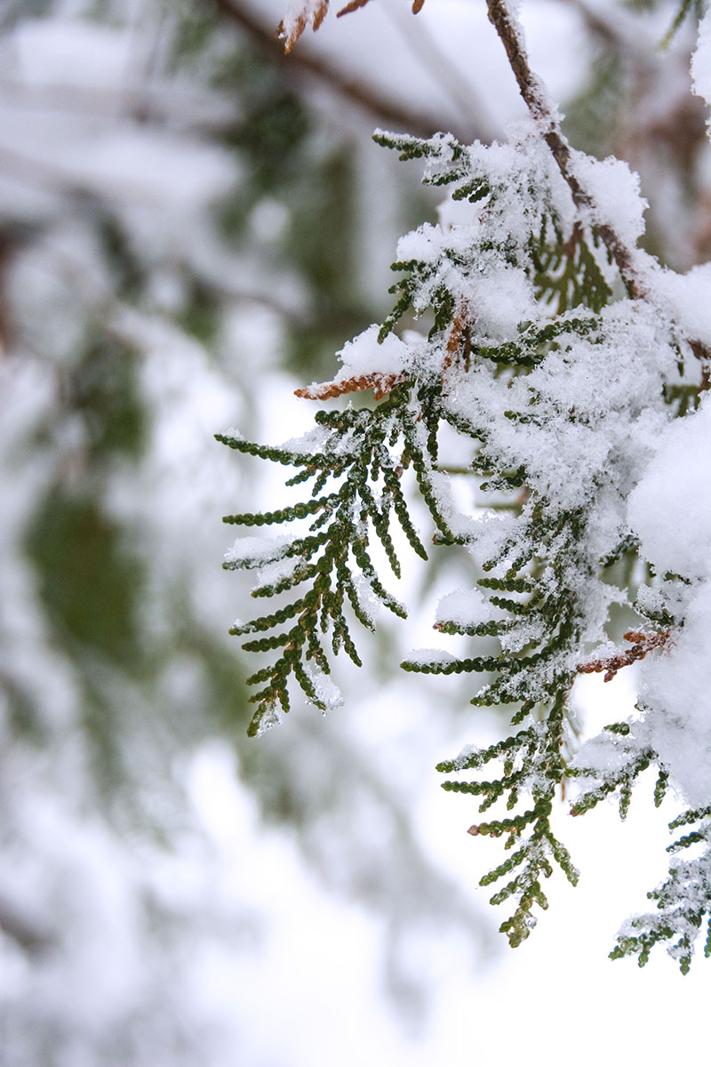A cedar tree is covered with snow.