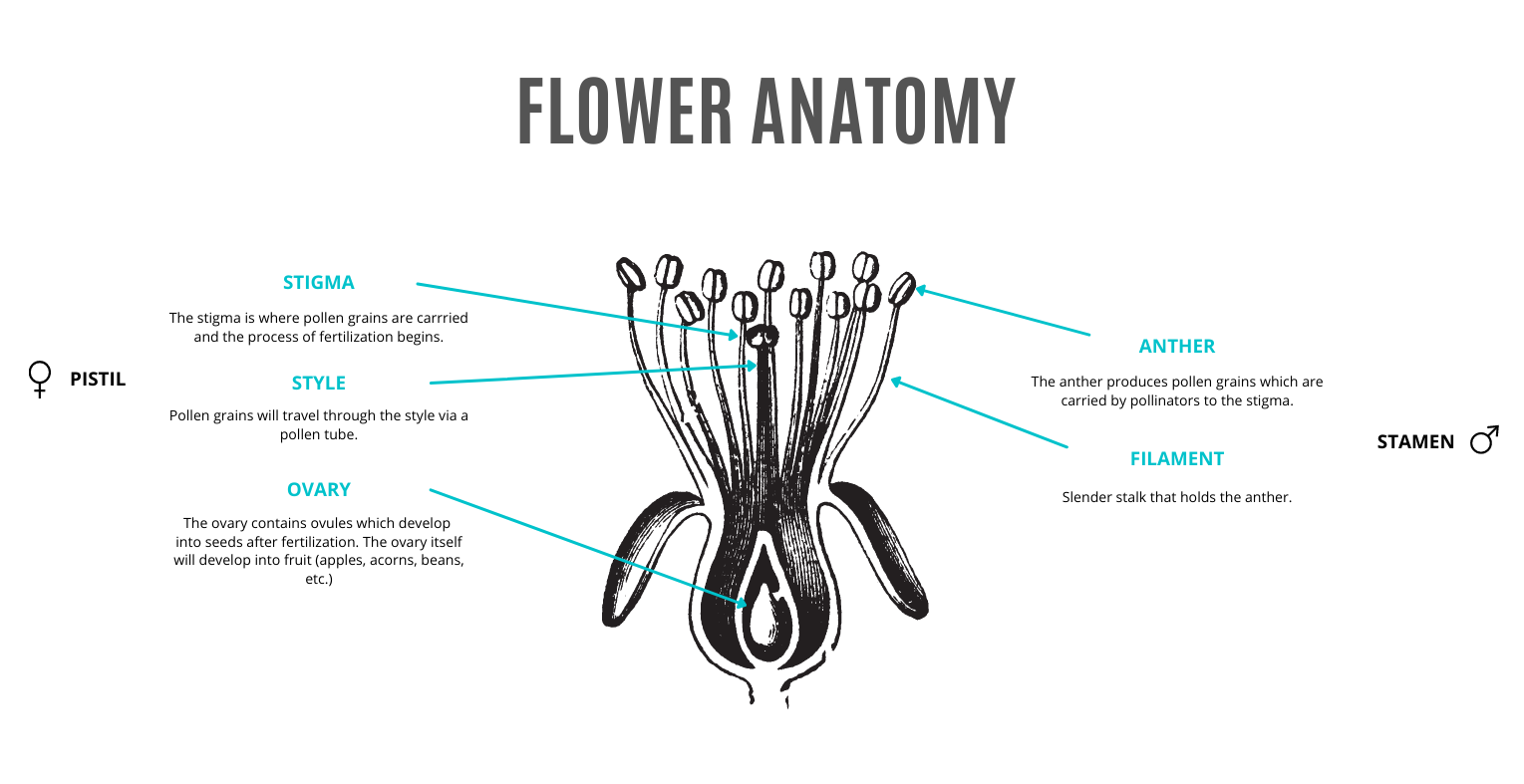 The reproductive anatomy of a flower: stigma, style, ovary, anther, and filament.