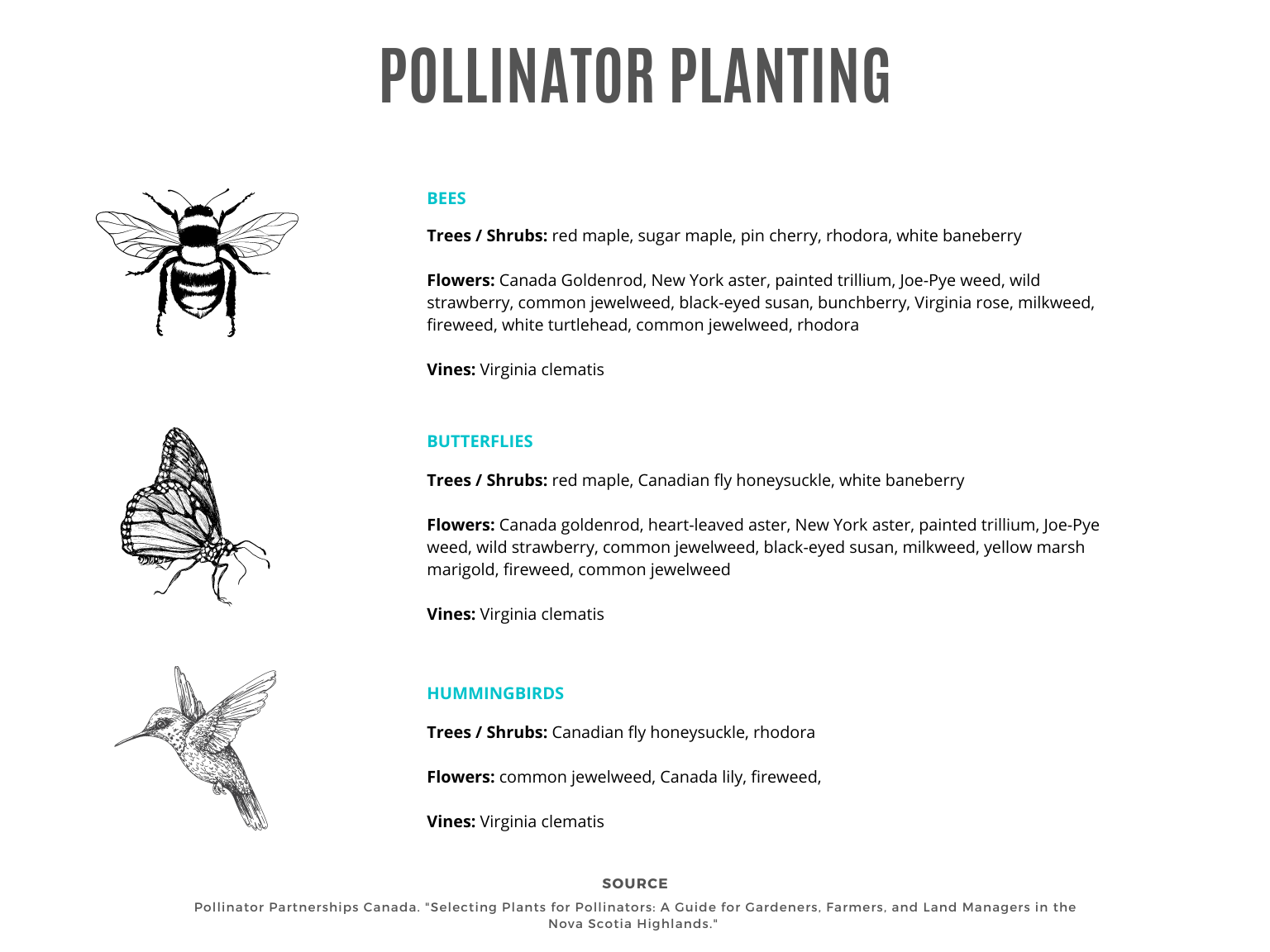 A guide to pollinator planting for bees, wasps, butterflies, moths, and birds.