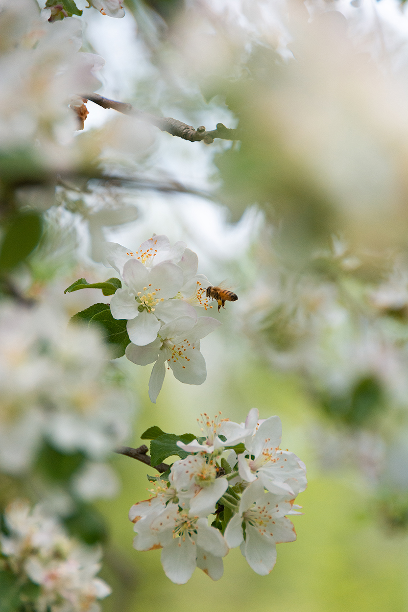 A bee visits apple blossoms. Bees are some of our most important native pollinator species, but competition with non-native species is posing problems for them.