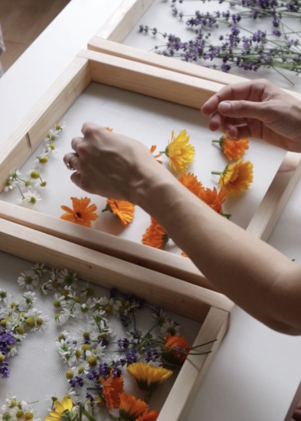 A woman sorts an array of flowers onto three drying racks.