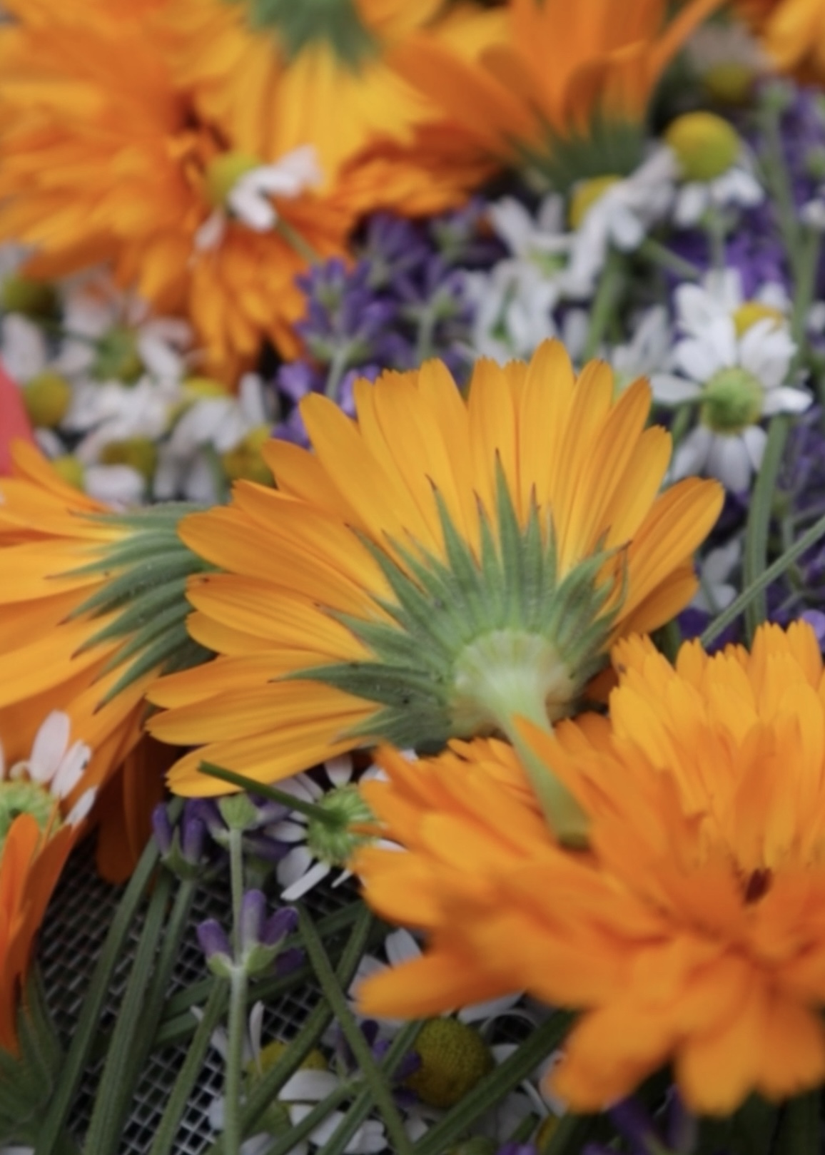 Calendula, lavender, and chamomile flowers in a heap. 